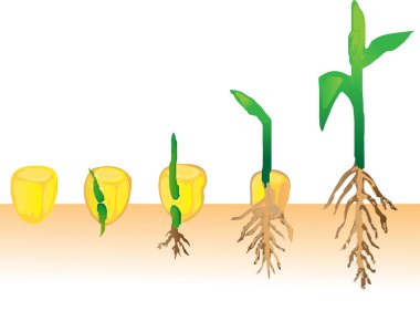 Plant growing clipart