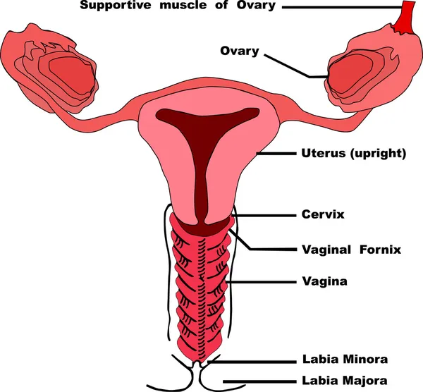 Vagina — Vector de stock