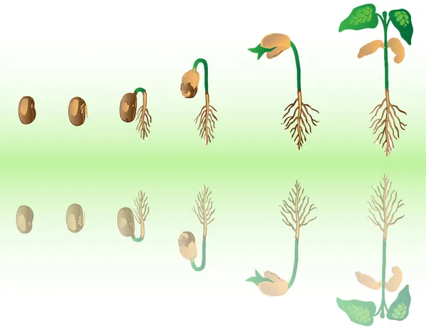 Culture de plantes — Image vectorielle