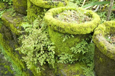 moss ile Çiçeklik