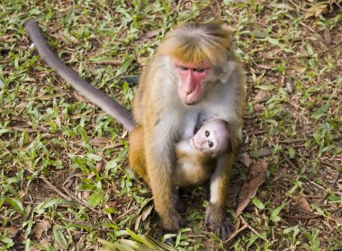 Monkey mom and monkey baby clipart