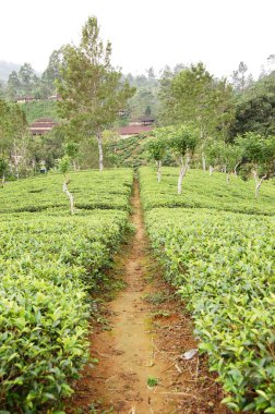 çay-tarlaları sri lanka highlan