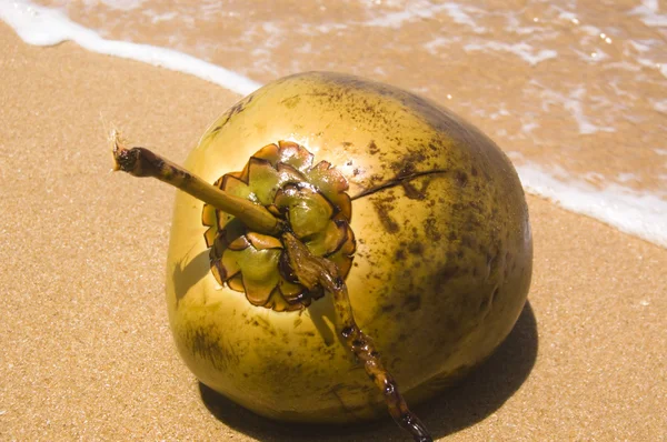 Kokos w piasku — Zdjęcie stockowe