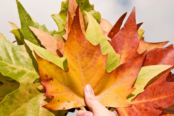 Podzimní listy v ruce — Stock fotografie