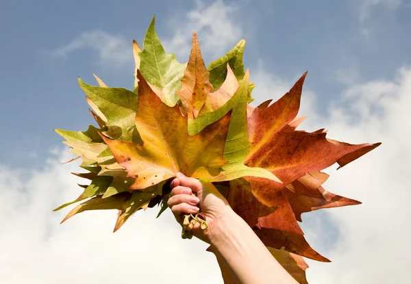 Folhas de outono na mão — Fotografia de Stock