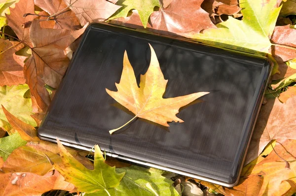 Leaf and computer — Stock Photo, Image