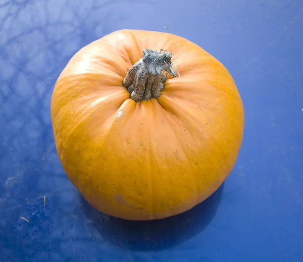Pumpkin on the ground — Stock Photo, Image