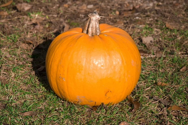 Pumpkin on the ground — Stock Photo, Image