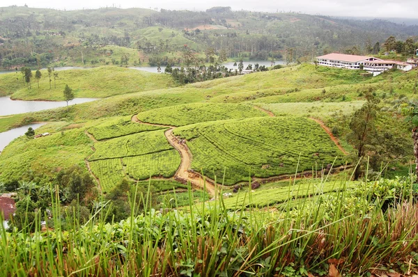 stock image Tea-plantations in the Sri Lanka highlan