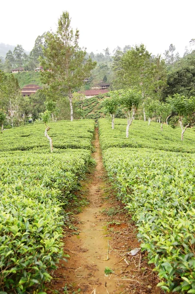 Piantagioni di tè nell'altopiano dello Sri Lanka — Foto Stock