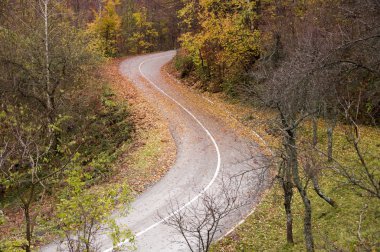 sonbahar yol curvet