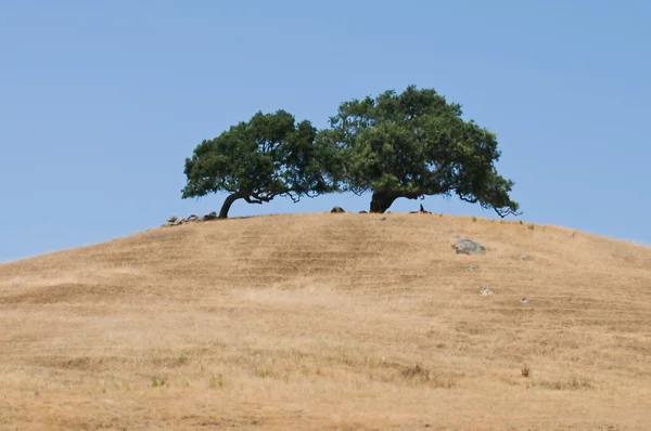 Dois morro árvore — Fotografia de Stock