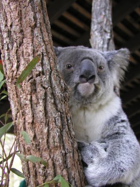 Koala clipart