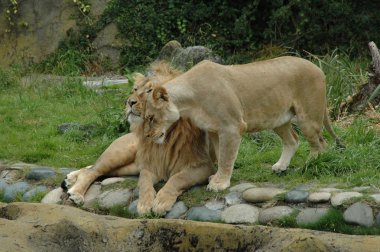 Cuddling lions clipart
