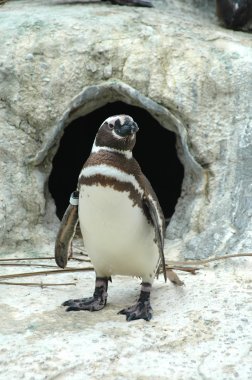 Macellan pengueni