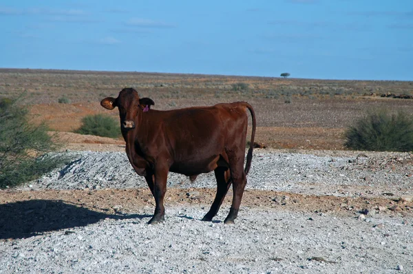 Outback koe — Stockfoto
