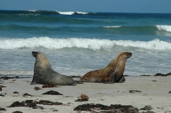 Australian sea lions — Stock Photo, Image