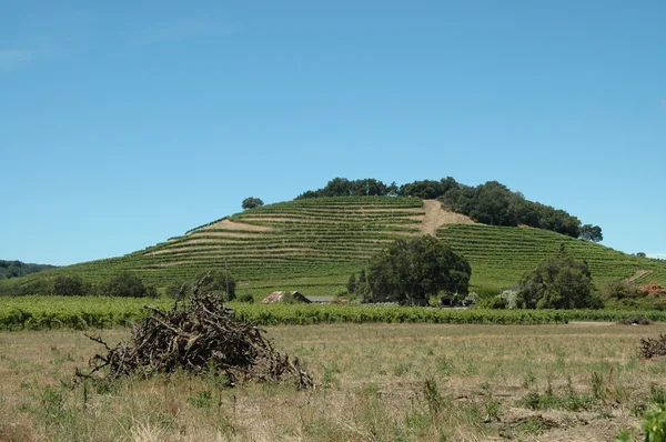 Winnica wzgórza — Zdjęcie stockowe