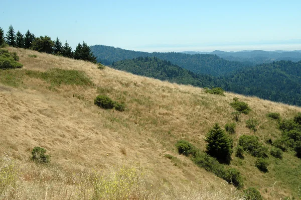 Santa Cruz Mountains — Stockfoto