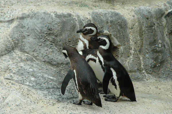 Magellanic penguins — Stock Photo, Image
