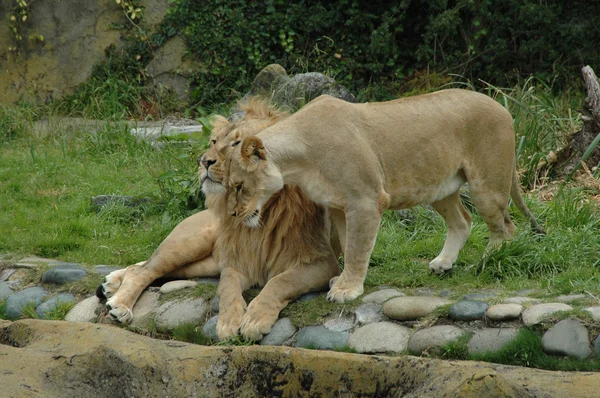 stock image Cuddling lions