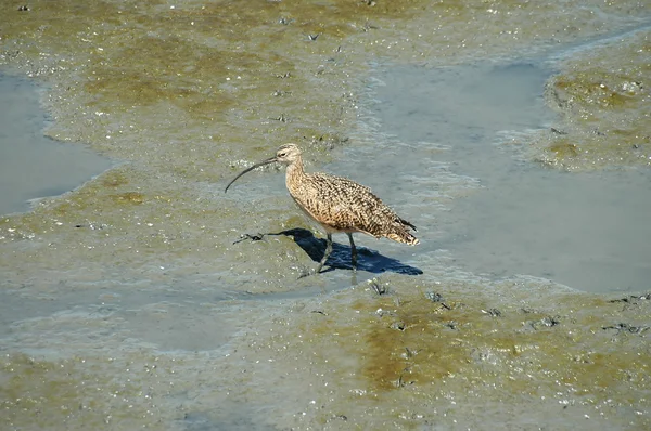 Curlew — Stock Photo, Image