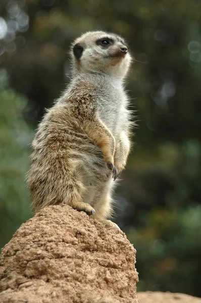 Meerkat sentry — стокове фото