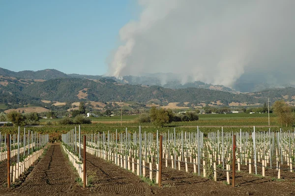 Região vitivinícola incêndios florestais — Fotografia de Stock