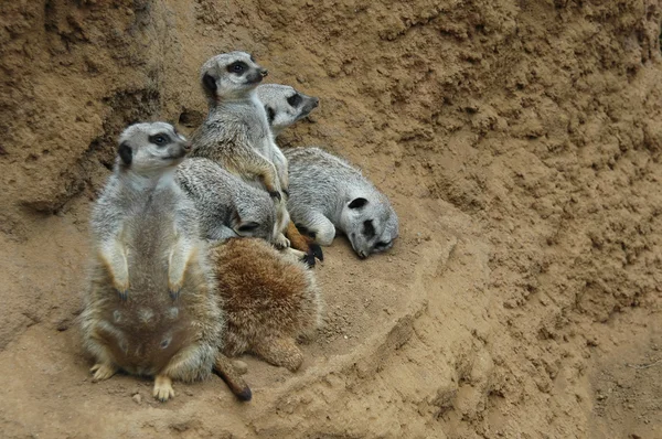 Meerkat family — Stock Photo, Image