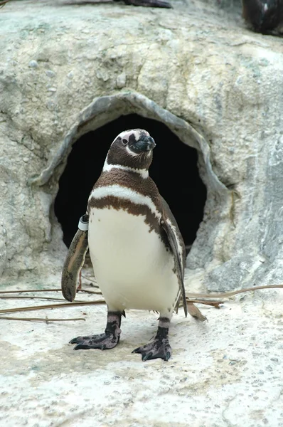 Πιγκουίνος του Μαγγελάνου — Φωτογραφία Αρχείου