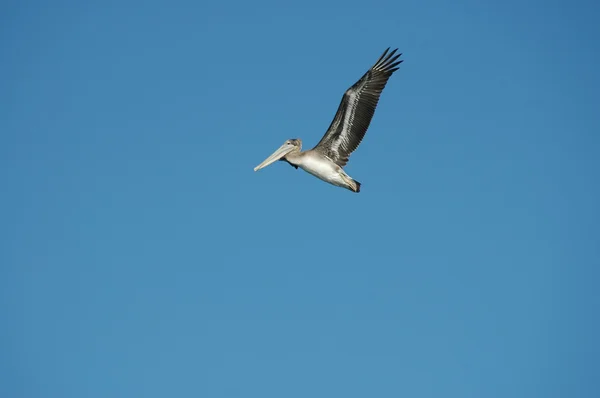 stock image Pelican