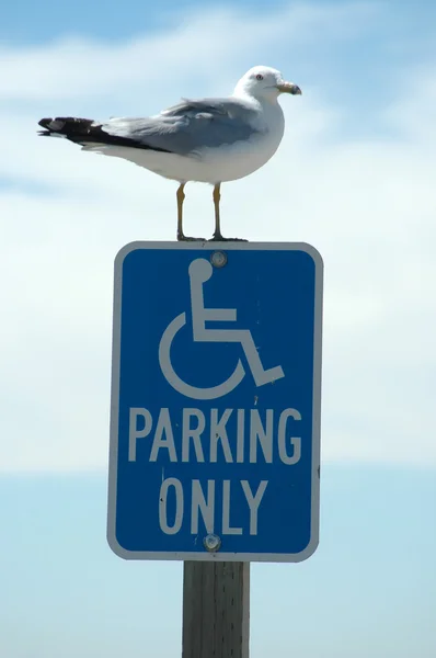 Handicapped seagull — Stock Photo, Image