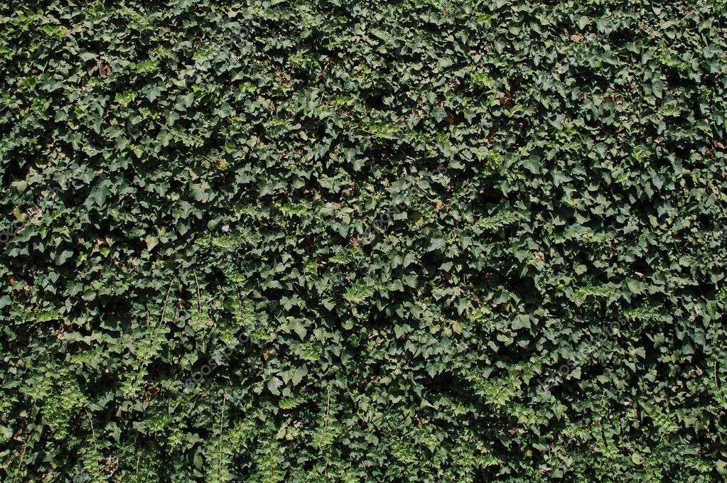 Ivy-covered wall — Stock Photo © disorderly #1968351