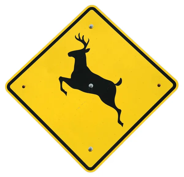 鹿横穿马路 — 图库照片