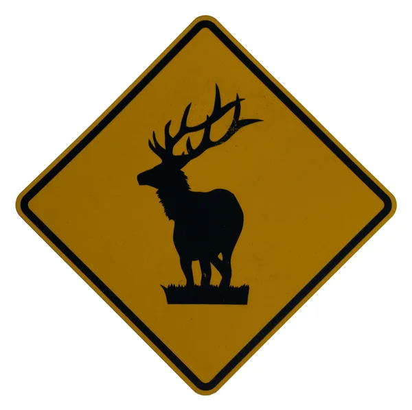 Elk Crossing — Stock Photo, Image