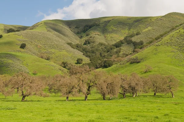 Grüne Hügel — Stockfoto