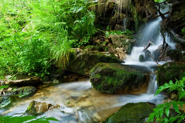 stock image Forest stream