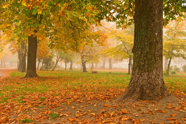 Podzimní scéna v parku Royalty Free Stock Obrázky