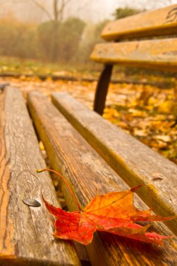 Leaf fallen on a bench clipart