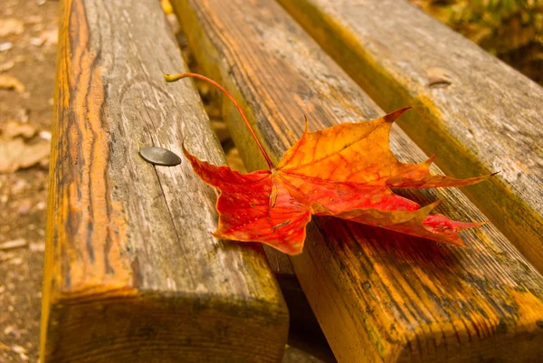 bir bankta düşmüş yaprak