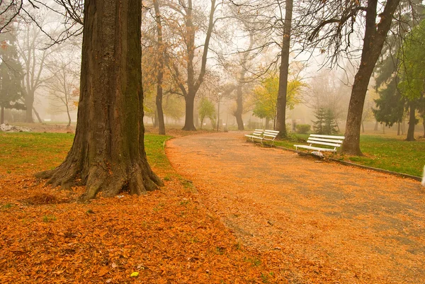 Осінь в парку — стокове фото