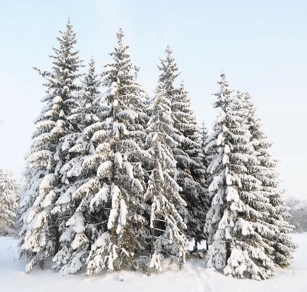 Snow-covered fur-trees — Stock Photo © sikaraha #1937444