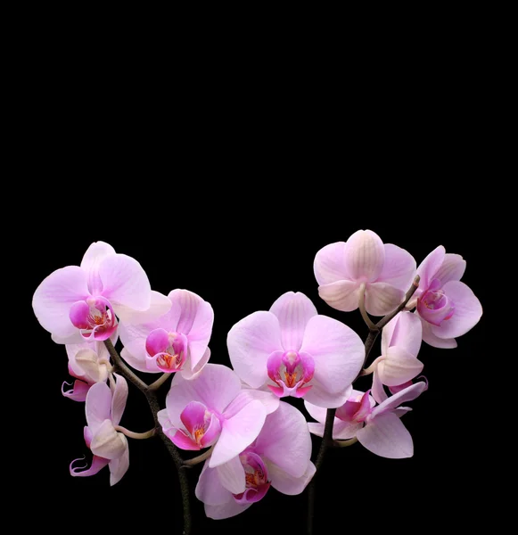 Orkidé blomma på svart — Stockfoto