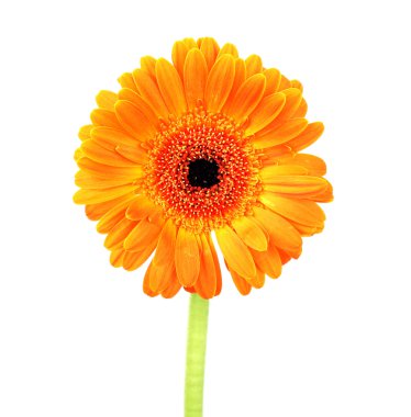 gerbera çiçek