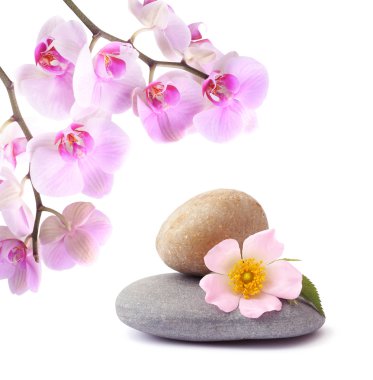 Orchid flower and stones clipart