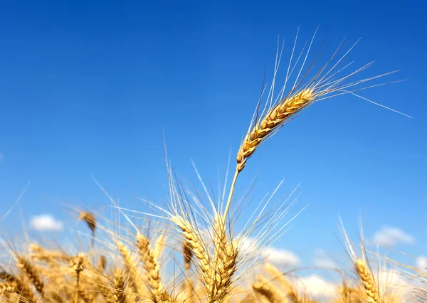 Gold wheat under blue sky — Stock Photo, Image