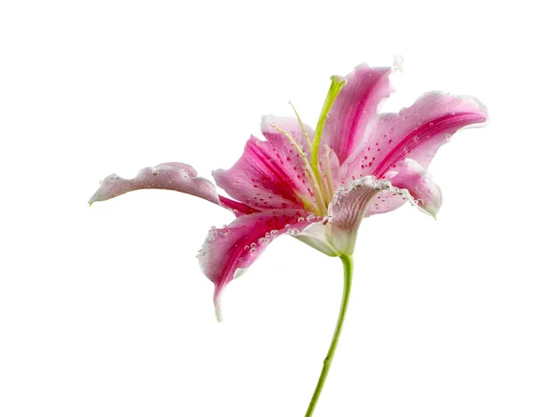 Lilienblüte auf weiß — Stockfoto