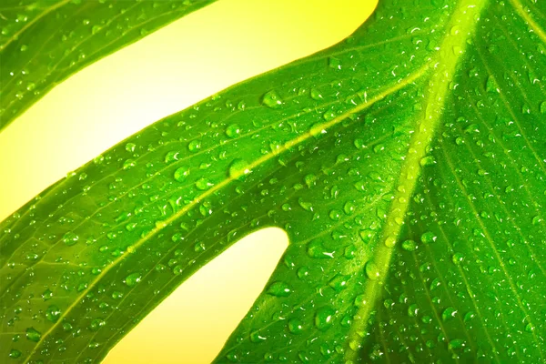 Green leaf with drop — Stock Photo, Image