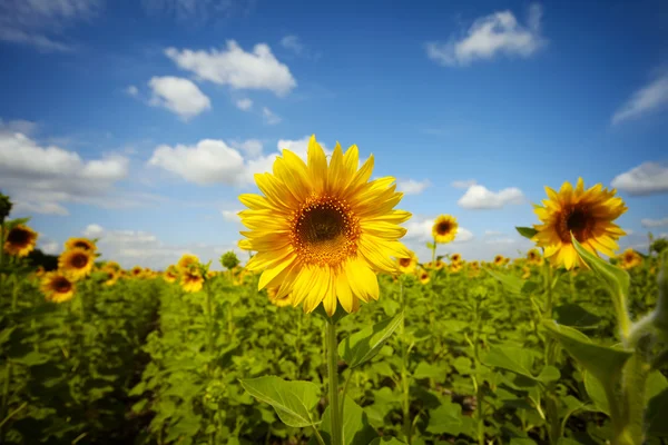 Câmp de floarea soarelui sub cerul albastru — Fotografie, imagine de stoc