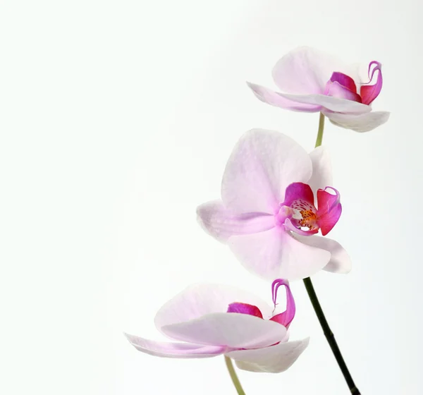 Ορχιδέα λουλούδι — Φωτογραφία Αρχείου